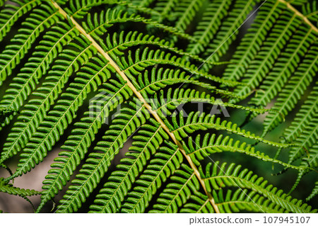 Close up view Sphaeropteris cooperi or Cyathea cooperi lacy tree fern, scaly tree fern alsk known Austrialian tree fern green leaf fronds and leaflets texture and pattern 107945107
