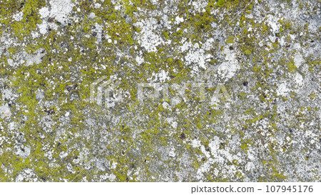 Mossy concrete Mossy concrete 107945176