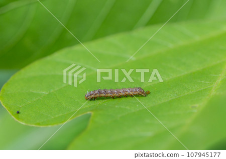Lionfly larva 107945177