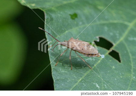 Crested beetle Crested beetle 107945190