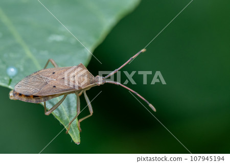 Crested beetle Crested beetle 107945194