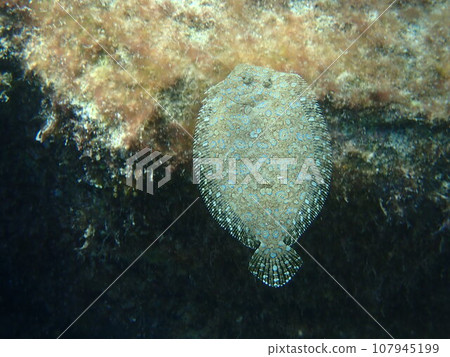 Bothus mancus swims in the sand and rocks of the sea and mimics its surroundings. Bothus mancus swims in the sand and rocks of the sea and mimics its surroundings. 107945199