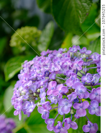 Image of popcorn hydrangea (hydrangea) blooming in the rainy season Image of popcorn hydrangea (hydrangea) blooming in the rainy season 107945255