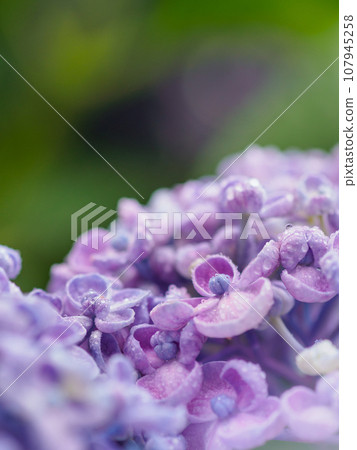 Image of popcorn hydrangea (hydrangea) blooming in the rainy season Image of popcorn hydrangea (hydrangea) blooming in the rainy season 107945258