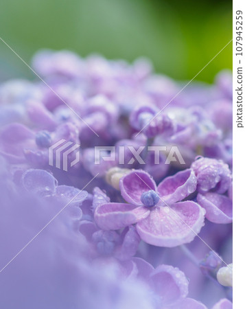 雨季盛開的爆米花繡球花(繡球花)的形象 雨季盛開的爆米花繡球花(繡球花)的形象 107945259