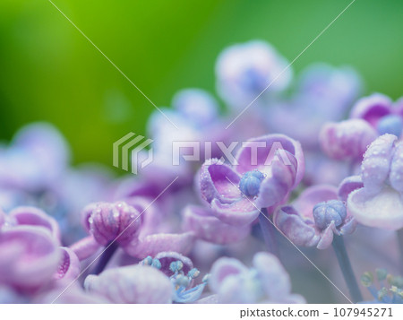 雨季盛開的爆米花繡球花(繡球花)的形象 雨季盛開的爆米花繡球花(繡球花)的形象 107945271