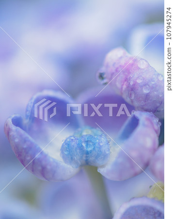 雨季盛開的爆米花繡球花（繡球花）的形象 107945274