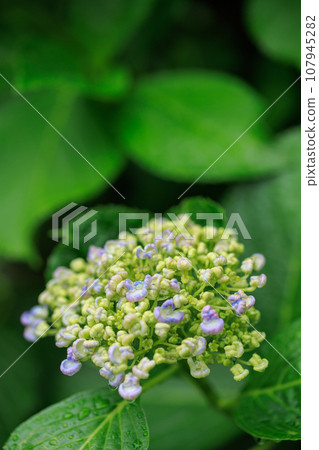 Image of popcorn hydrangea (hydrangea) blooming in the rainy season Image of popcorn hydrangea (hydrangea) blooming in the rainy season 107945282