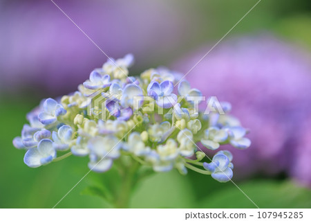 Image of popcorn hydrangea (hydrangea) blooming in the rainy season Image of popcorn hydrangea (hydrangea) blooming in the rainy season 107945285