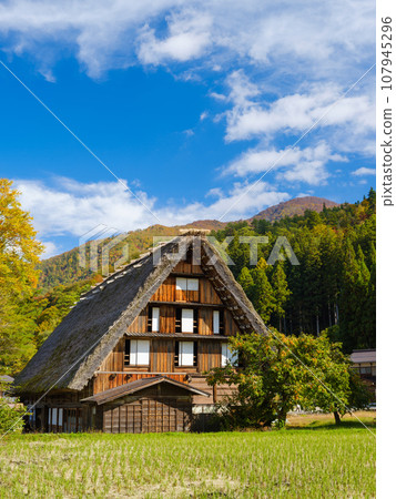 岐阜_白川鄉合掌造和紅葉風景 岐阜_白川鄉合掌造和紅葉風景 107945296