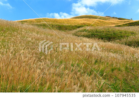 [Ehime Prefecture/Tokushima Prefecture] Shiozuka Peak on the Shiozuka Plateau where pampas grass spreads 107945535