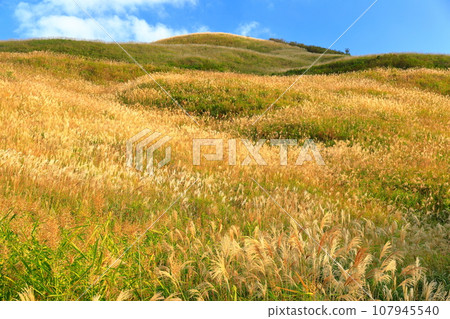 [Ehime Prefecture/Tokushima Prefecture] Shiozuka Peak on the Shiozuka Plateau where pampas grass spreads 107945540