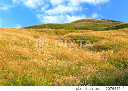 [Ehime Prefecture/Tokushima Prefecture] Shiozuka Peak on the Shiozuka Plateau where pampas grass spreads 107945541
