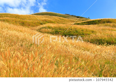 [Ehime Prefecture/Tokushima Prefecture] Shiozuka Peak on the Shiozuka Plateau where pampas grass spreads 107945542