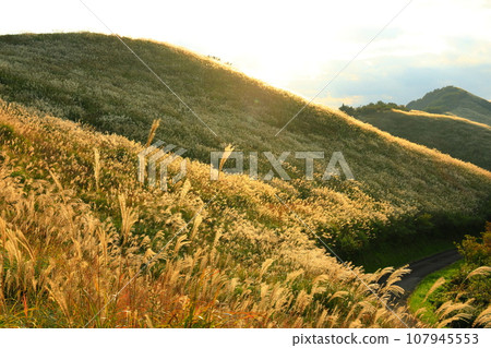 [Tokushima Prefecture/Ehime Prefecture] Shiozuka Plateau where pampas grass shines in the sunset 107945553