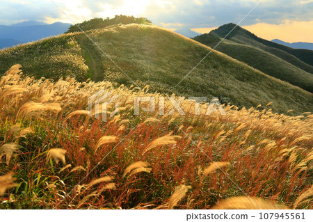 [Tokushima Prefecture/Ehime Prefecture] Shiozuka Plateau where pampas grass shines in the sunset 107945561