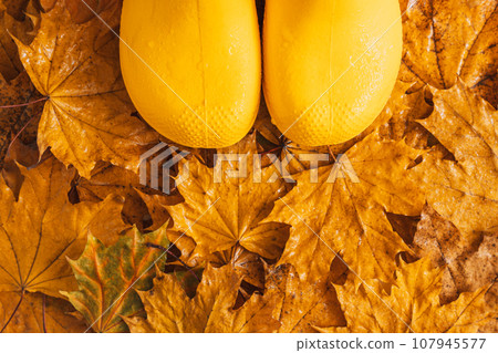 Background of dry maple leaves with water drops with yellow rubber boots Background of dry maple leaves with water drops with yellow rubber boots 107945577