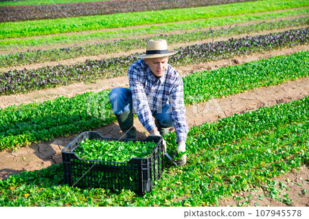 Male farmer harvesting corn salad on farm Male farmer harvesting corn salad on farm 107945578