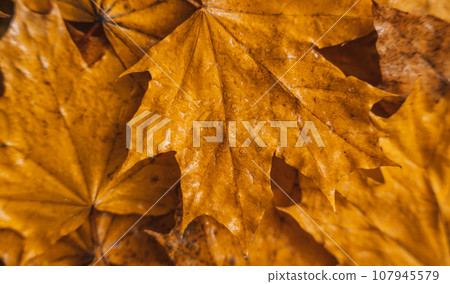 Background of dry yellow maple leaves close up Background of dry yellow maple leaves close up 107945579