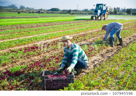 Male farmer picking red spinach on field Male farmer picking red spinach on field 107945596