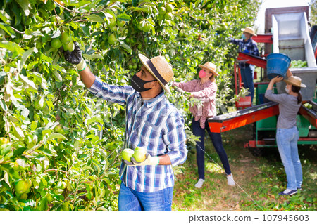 Worker in mask gathering apples at orchard 107945603