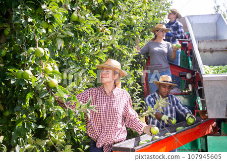 Collecting ripe apples in professional sorting platform 107945605