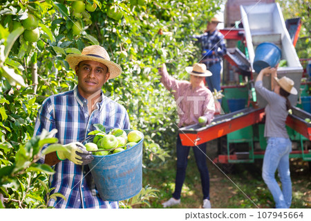 Man holding bucket with harvested apples Man holding bucket with harvested apples 107945664