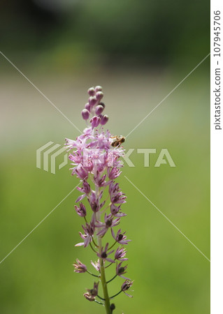 Small pink flowers and insects that bloom in autumn Small pink flowers and insects that bloom in autumn 107945706