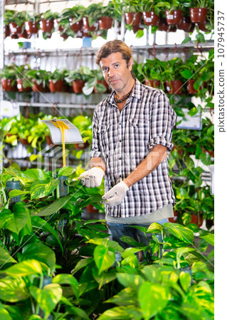 Salesman of flower shop near shelf with pothos tutor chooses pot with plant to send for customer 107945737