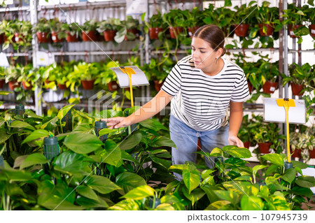 Girl have a view of leaf of pothos tutor houseplant in store for amateur gardeners. 107945739