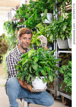 Adult man holding pot of syngonium in plant store 107945770