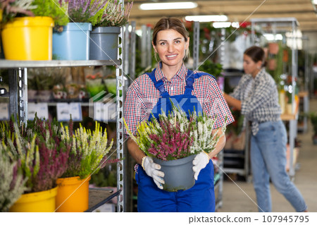 Saleswoman of flower shop near shelf with calluna chooses pot with young plant to send for customer Saleswoman of flower shop near shelf with calluna chooses pot with young plant to send for customer 107945795