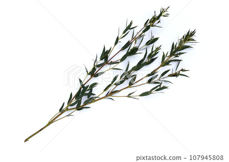 Green leaves of eucalyptus on white 107945808