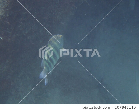 A striped fish swimming in the sea, the Chinese damselfish (Abudefduf septemfasciatus) A striped fish swimming in the sea, the Chinese damselfish (Abudefduf septemfasciatus) 107946119