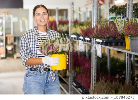Saleswoman of flower shop near shelf with calluna chooses pot with young plant to send for customer Saleswoman of flower shop near shelf with calluna chooses pot with young plant to send for customer 107946275