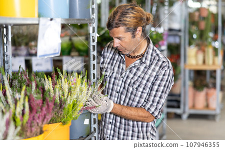 Salesman of flower shop near shelf with calluna chooses pot with plant to send for customer. Salesman of flower shop near shelf with calluna chooses pot with plant to send for customer. 107946355
