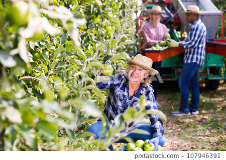 Positive woman harvesting ripe apples in his orchard on day 107946391