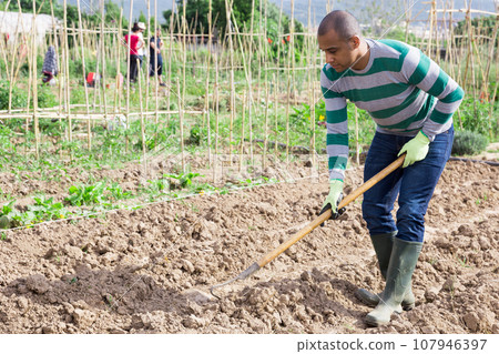 Latin american gardener preparing soil for seedlings planting 107946397