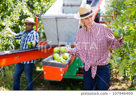 Woman gathering apples using sorting harvesting machine 107946409