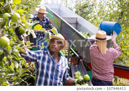 Team of workers are harvesting apples and sorting in a professional sorting machine in garden Team of workers are harvesting apples and sorting in a professional sorting machine in garden 107946411