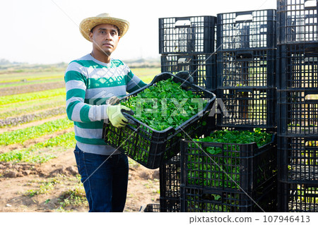 Hispanic farmer arranging crates with harvested cornsalad on field 107946413