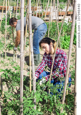 Woman tying up tomato plants on vegetable garden Woman tying up tomato plants on vegetable garden 107946440