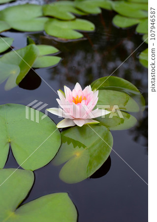 Beautiful pink waterlily or lotus flower with green leaves Beautiful pink waterlily or lotus flower with green leaves 107946587