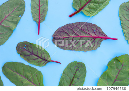 Swiss chard on blue background. Baby leaf swiss chard 107946588