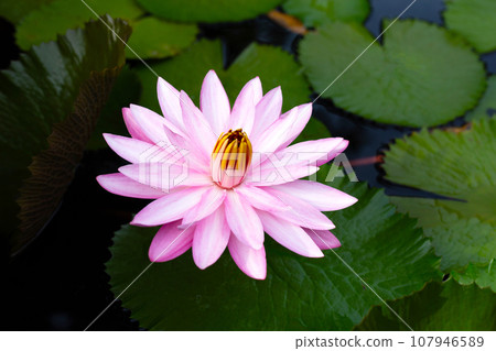 Beautiful pink waterlily or lotus flower with green leaves Beautiful pink waterlily or lotus flower with green leaves 107946589