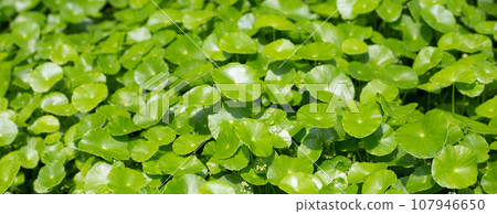 Centella asiatica (gotu kola). Fresh green leaves herb background. Centella asiatica (gotu kola). Fresh green leaves herb background. 107946650