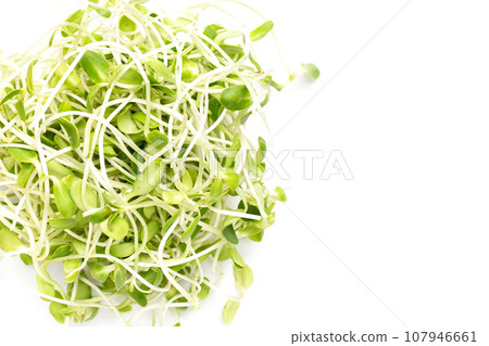 Sunflower Sprout on white background. 107946661