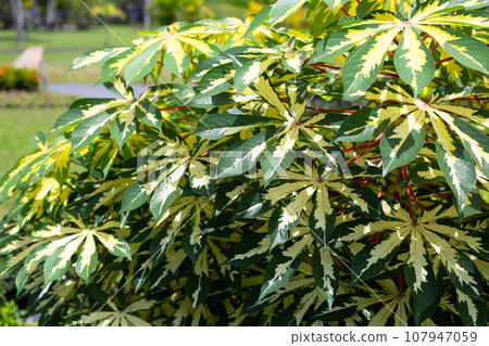 Cassava plant (Manihot esculenta). Green and yellow leaves Cassava plant (Manihot esculenta). Green and yellow leaves 107947059