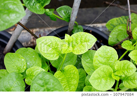 Ceylon spinach or basella rubra linn 107947084