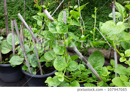 Ceylon spinach or basella rubra linn Ceylon spinach or basella rubra linn 107947085